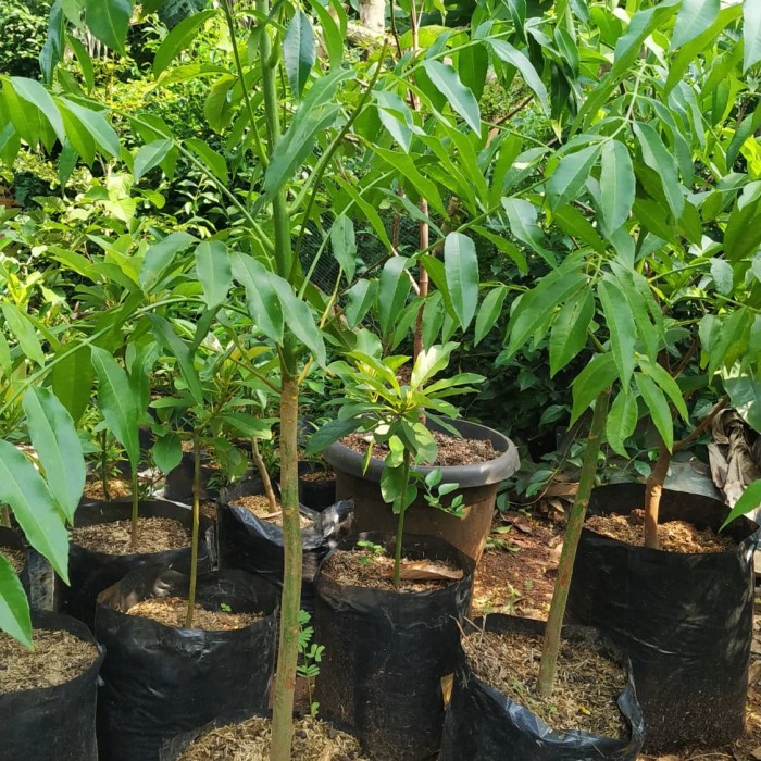 Tanaman Pohon Kedongdong