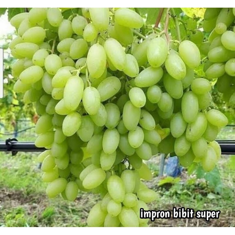 Bibit Anggur Hijau Jumbo Tanpa Biji
