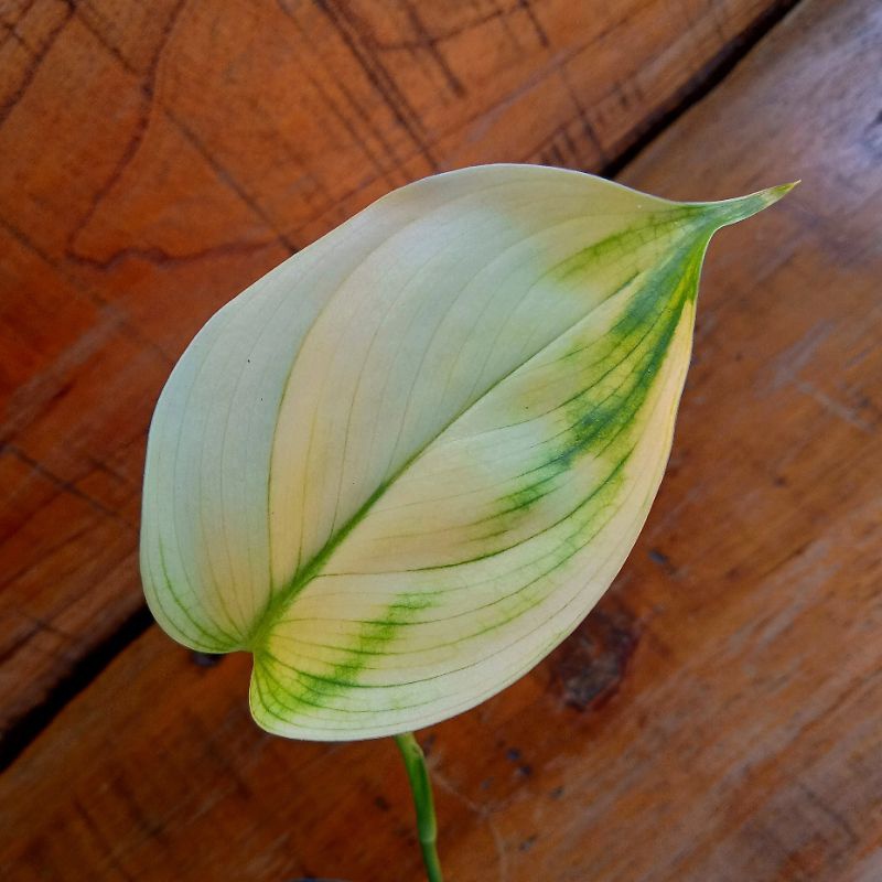 Scindapsus White Monster Variegata Whitemonster Varigata