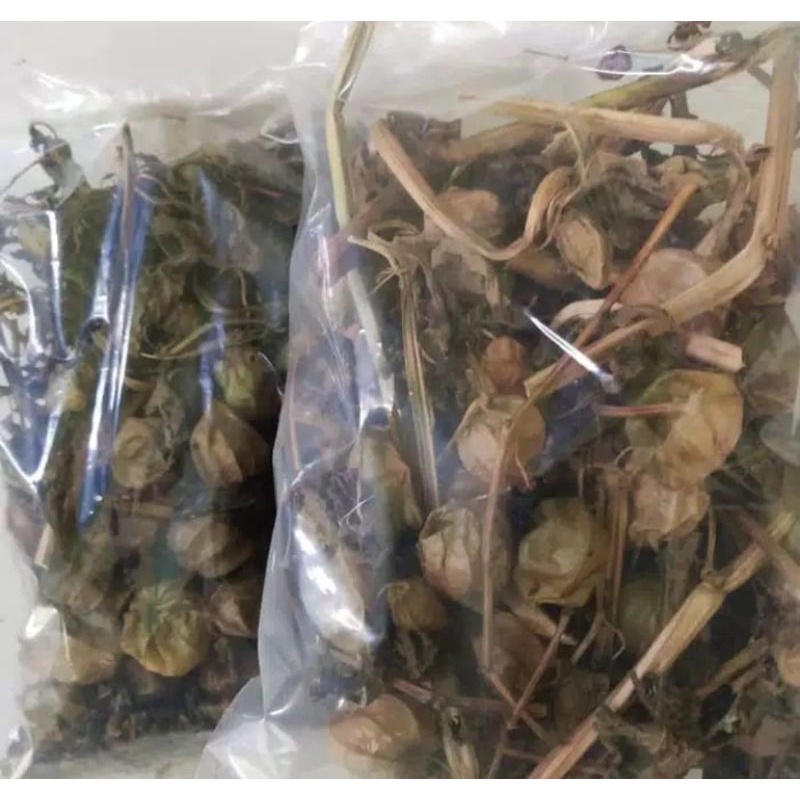 

Daun Ciplukan Kering untuk Herbal Segala Penyakit 250gram