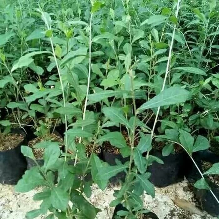 -> ADAH PLANT GARDEN'S Tanaman Menjuntai Li Kwan yu atau Lee kwan yew 1 meter