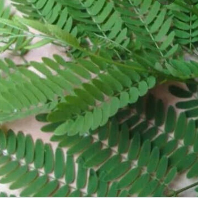 daun petai cina daun lamtoro segar