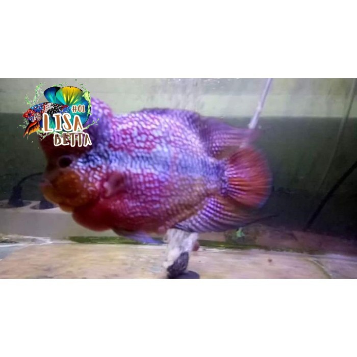 hiasan aquarium Ikan Lohan Louhan SRD UKURAN 9 10 cm 3 jari super grade