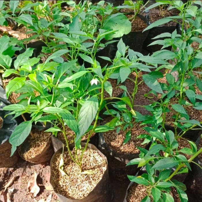 Tanaman hias pohon cabe