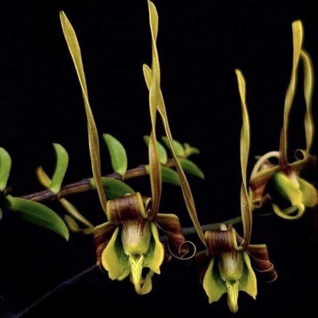 anggrek dendrobium sutiknoi langkah dewasa siap spike