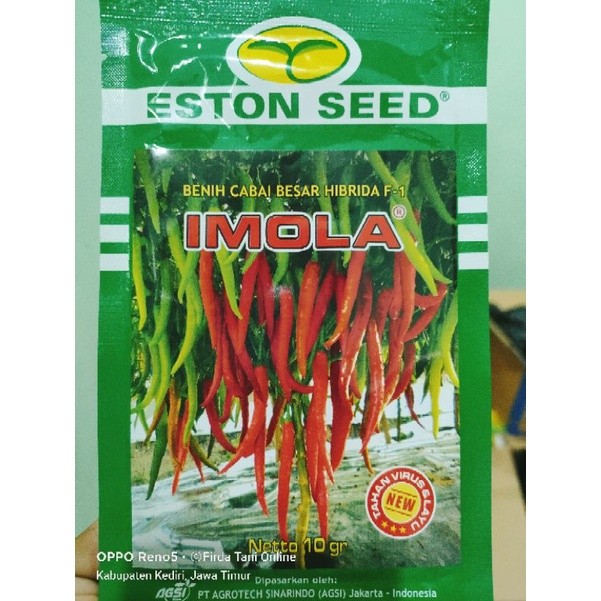 Cabe Besar Hibrida Imola New F1 Kemasan 10gr Original Pabrik