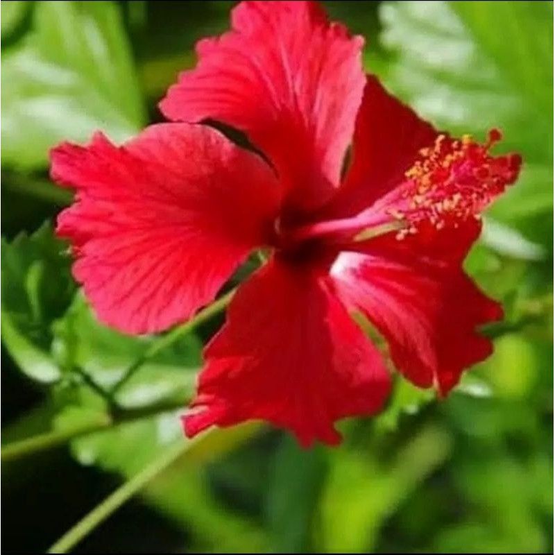 Tanaman Hias Bunga Kembang Sepatu  Hybiscus Rose red Flower (Kembang Sepatu Merah)