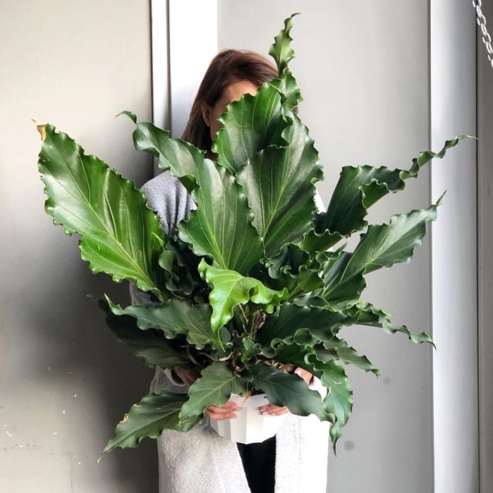 PROMO Tanaman Hias Anthurium Gelombang Cinta - Bunga Hias-Tanaman Hias Hidup-Bunga Hidup