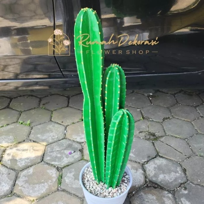 

tanaman hias kaktus koboi belimbing tinggi 40-60 cm