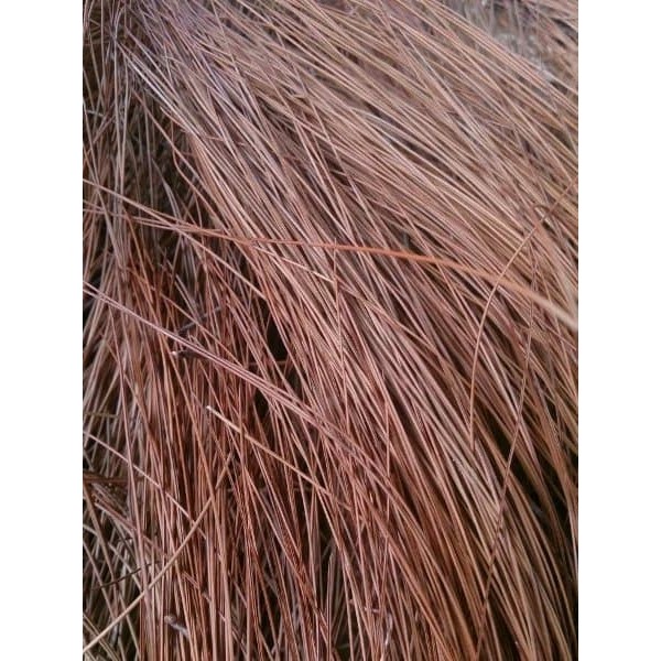 

Promo Daun Pinus Kering 1 Kg Terlaris