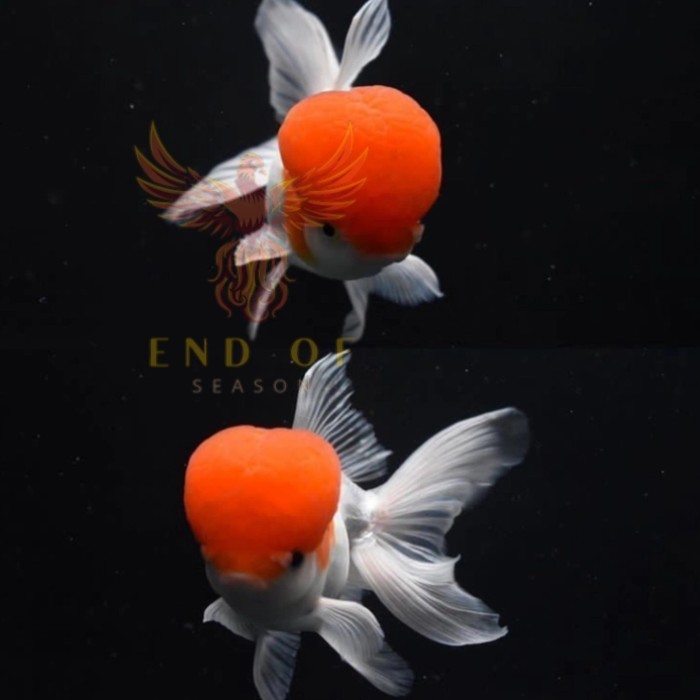 Kebutuhan aquarium Ikan Hias Mas Koki Oranda Redcup Cherry Head Good Quality - REDCUP, 7,8 CM