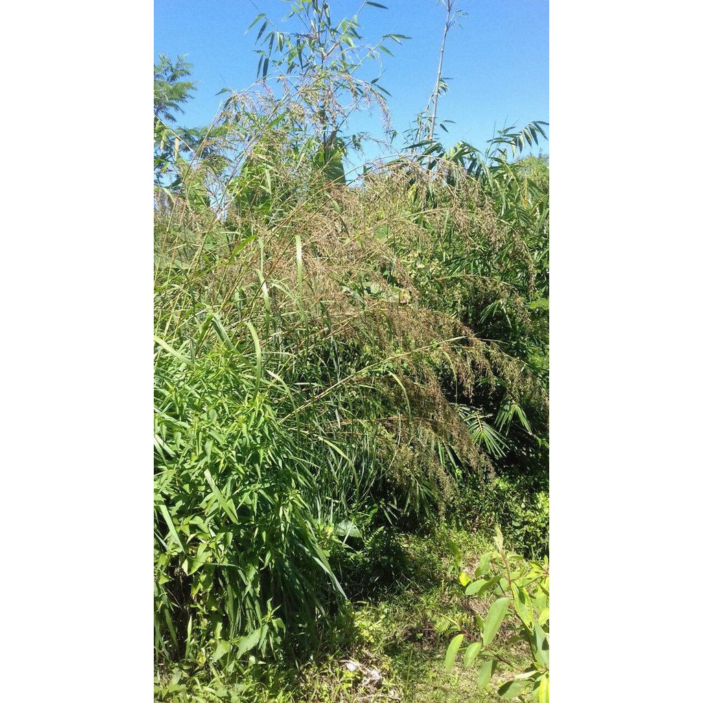 

KEMBANG SEREH MERAH BUNGA SERAI LANANG ASLI