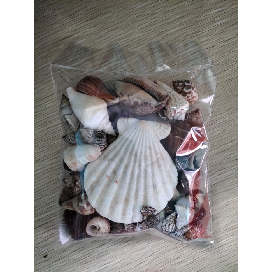 

Aksesoris Kerang Laut Campuran 300gram