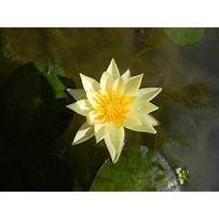 Bunga air Teratai Kuning Emas (Nymphaea lutea)  - tanaman bunga teratai Plantstara