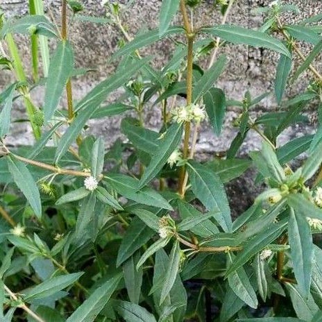 

Daun orang aring segar 500grm presh