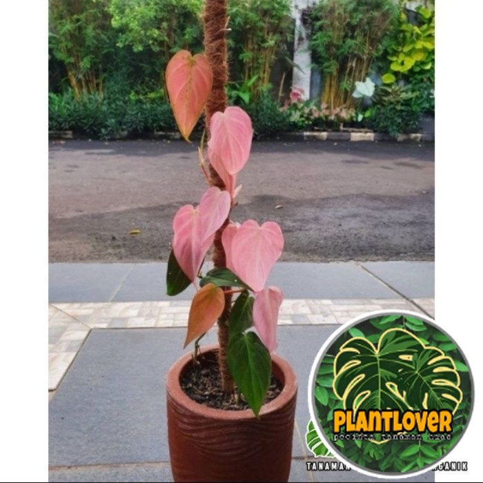 ( PROMO ) Tanaman hias philodendron mican pink - Micans pink