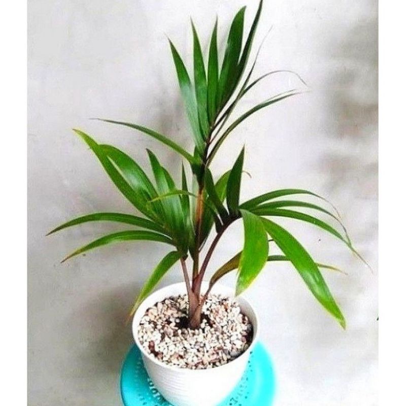 Tanaman Hias Palem Botol  - Palm - Botol Merah - bunga hias hidup