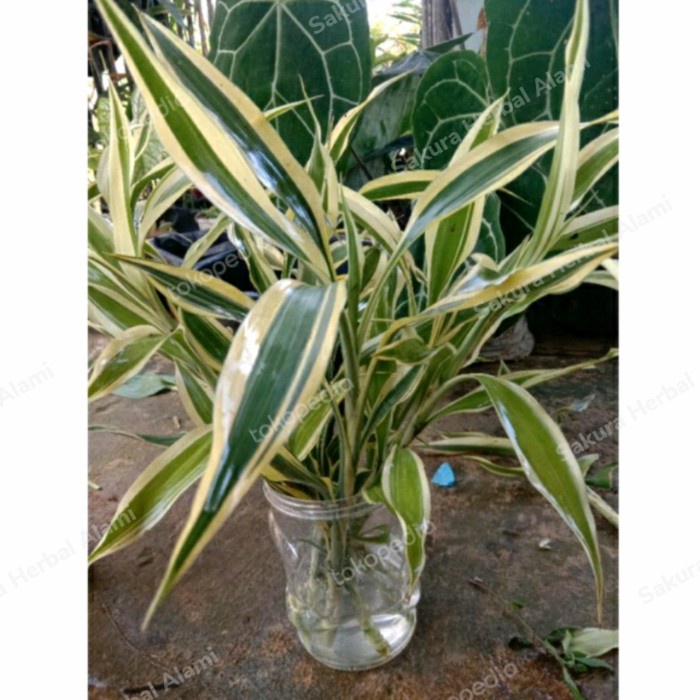 stek tanaman bambu hoki varigata 30cm