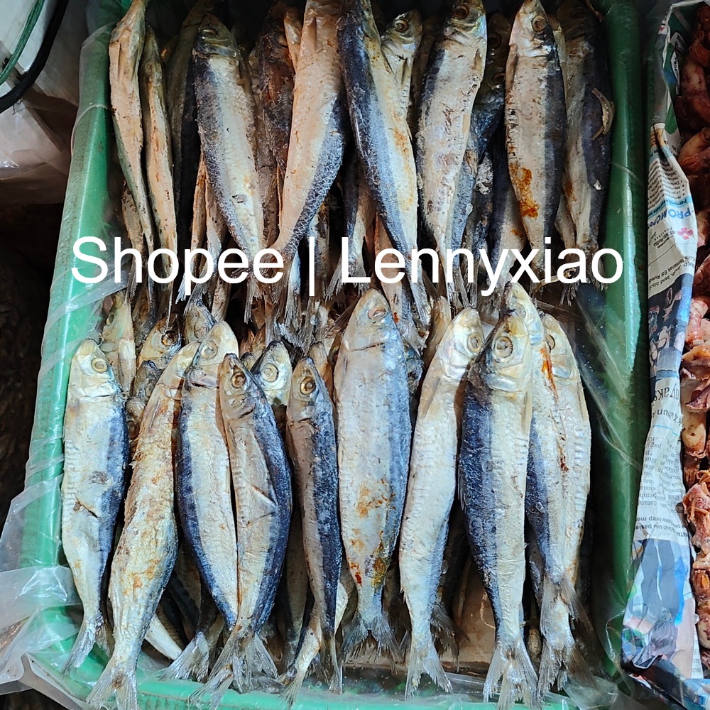 

Ikan Tamban Kibinago Asin Bulat mirip Ikan Herring Haring