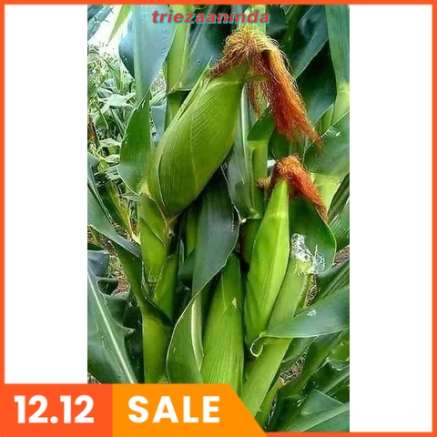 Pupuk Hayati PGPR Untuk Tanaman Padi, Fungisida Anti Jamur Plus Zpt