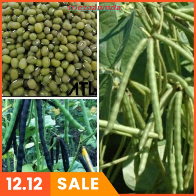 Tricoderma Cair Fungsida Pgpr Rhizobium Floraone 1 L