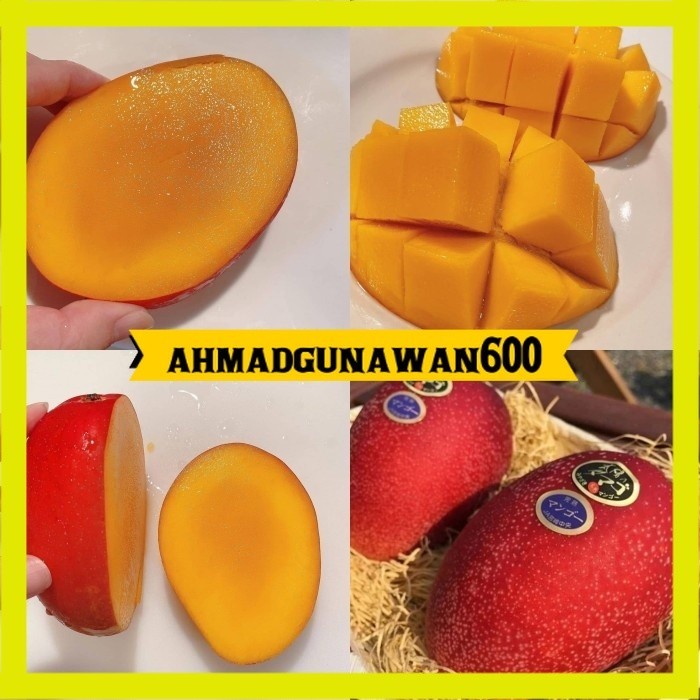 Bibit mangga miyazaki asli