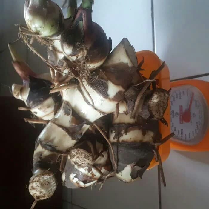 umbi ganyong putih per kg