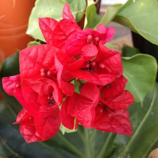Tanaman Hias Bunga Bougenville Merah Cabe Berbunga