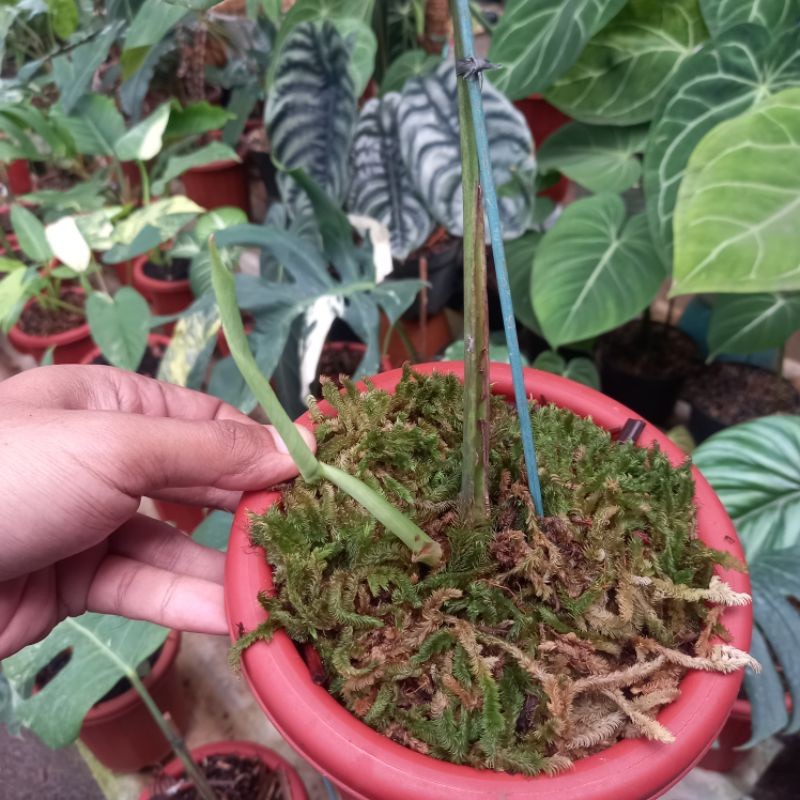 TANAMAN MONSTERA KING VARIGATA 1DAUN