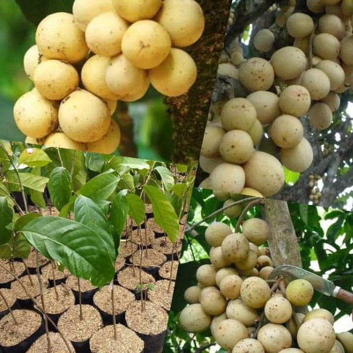 Bibit Duku Tanpa Biji terlaris cepat berbuah
