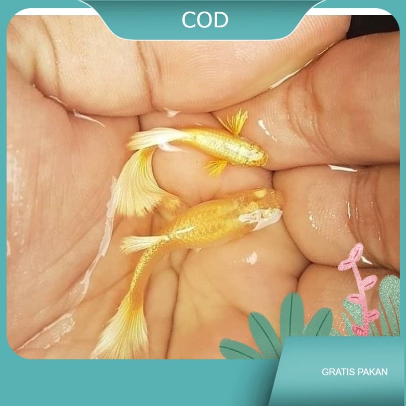 sepasang guppy gold Bahann Kualitass