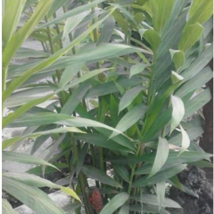 Bibit Bangle Tanaman Bangle - Dlingo Bangle Tanaman Obat Bangle Bengle