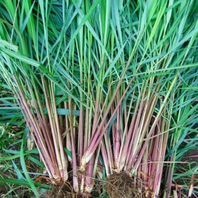 Promo COD Bibit Tanaman sereh wangi/sereh merah asli