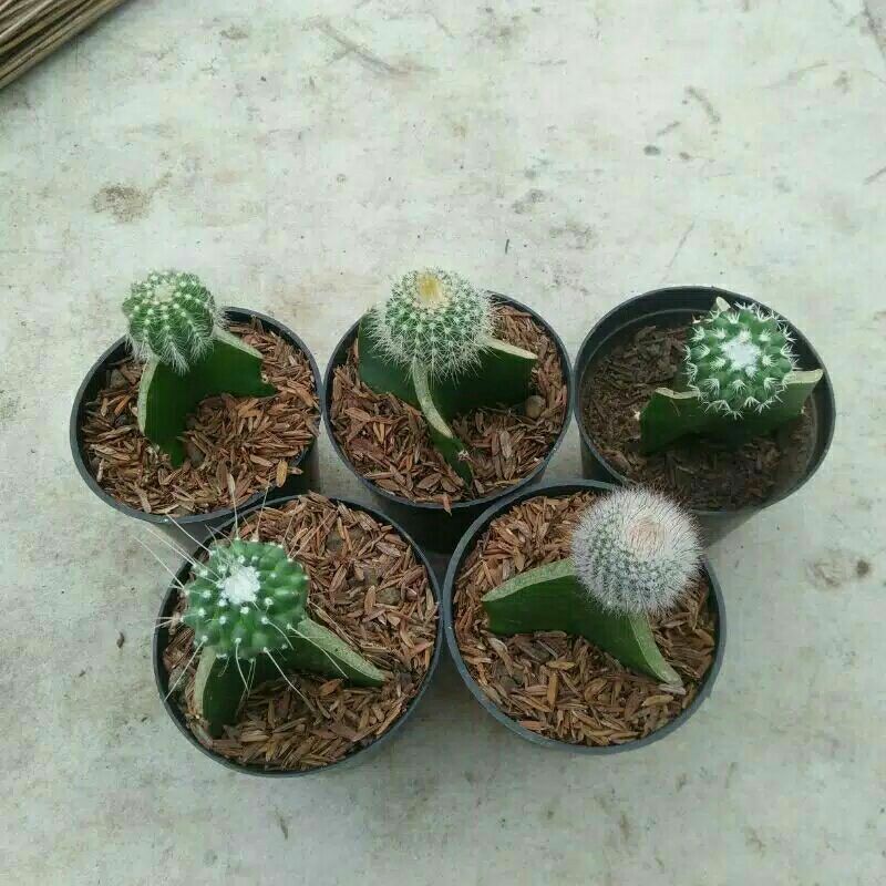 

kaktus skulen bulat