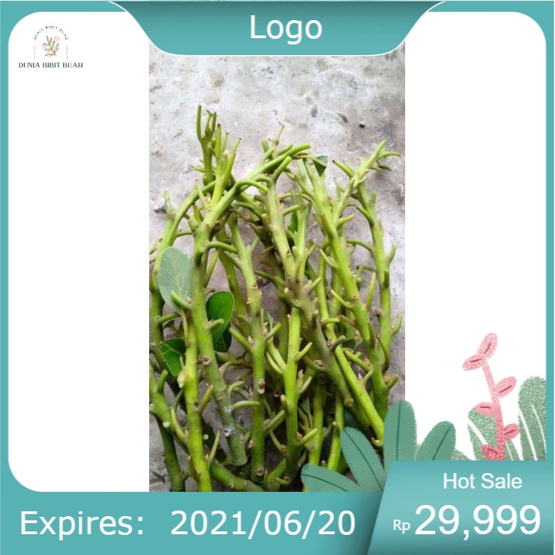 ENTRES / BATANG SEGAR / CUTTING ALPUKAT RED VIETNAM HASS PINKERTON