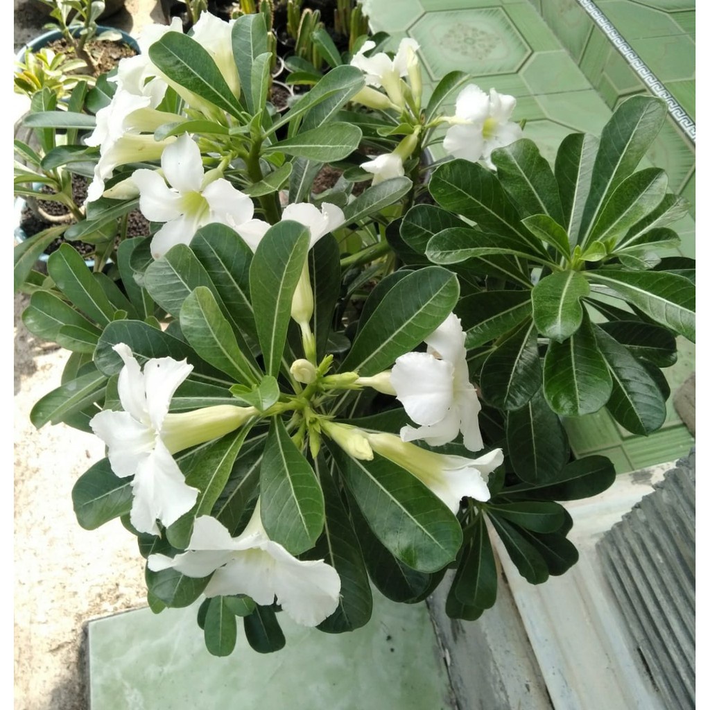Adenium Obesum Bunga Putih - Kamboja Jepang