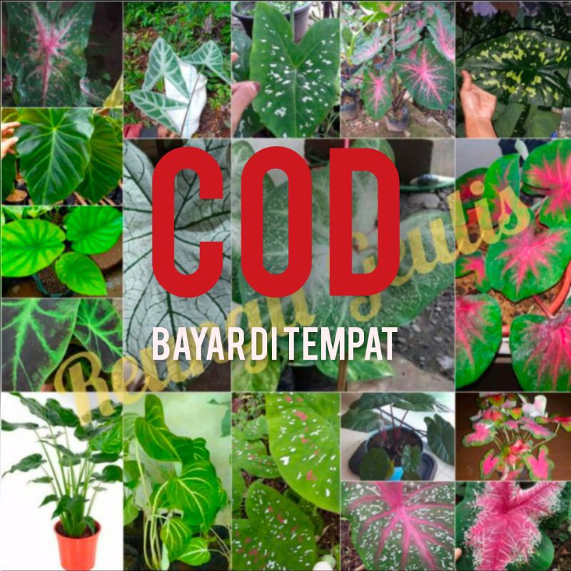 UMBI keladi - BIBIT keladi / umbi atau bonggol caladium