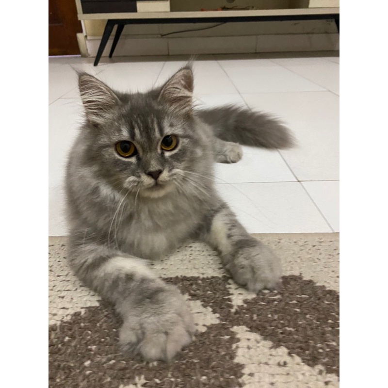 Kucing Ras Maincoon