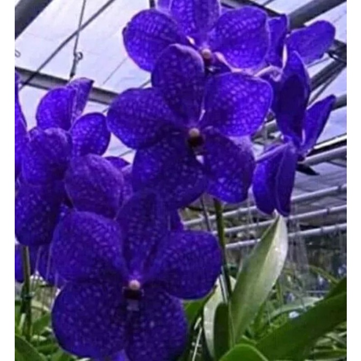 anggrek dendrobium dewasa blue