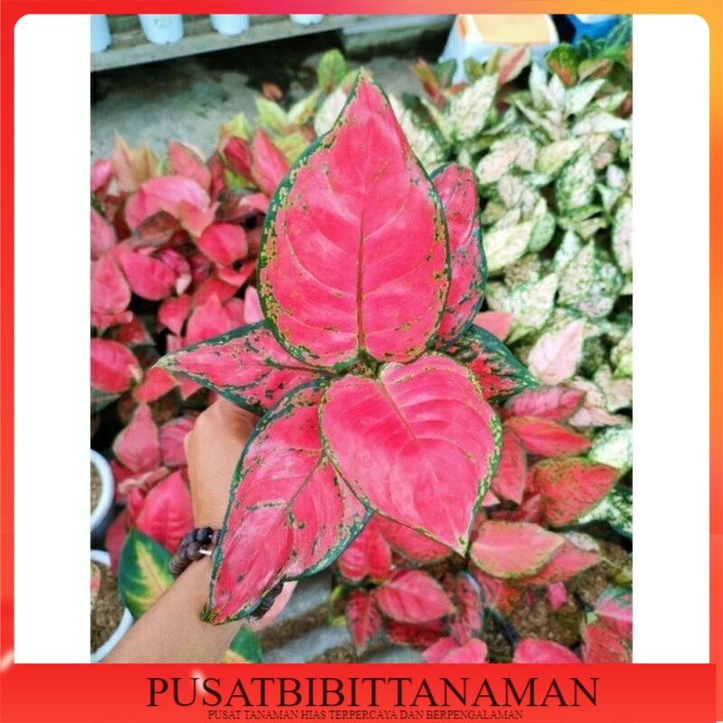 aglonema bibit anakan red anjamani
