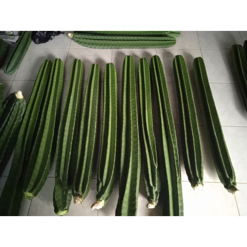 Kaktus koboi besar kaktus koboi (PREMIUM)