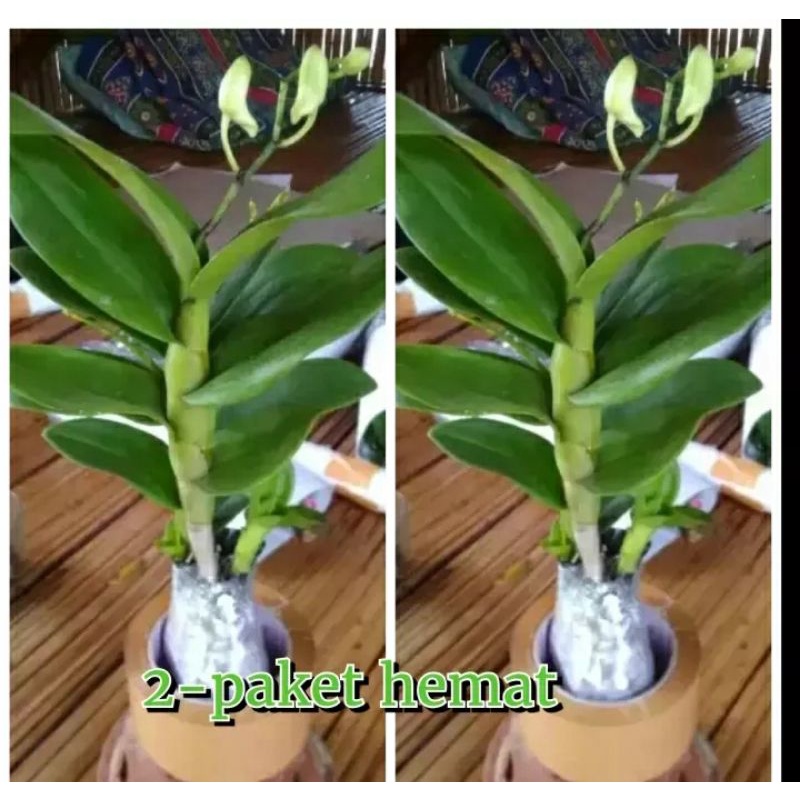 Promo (2)paket hemat tanaman anggrek dendrobium- pohon anggrek dendrobium hijau