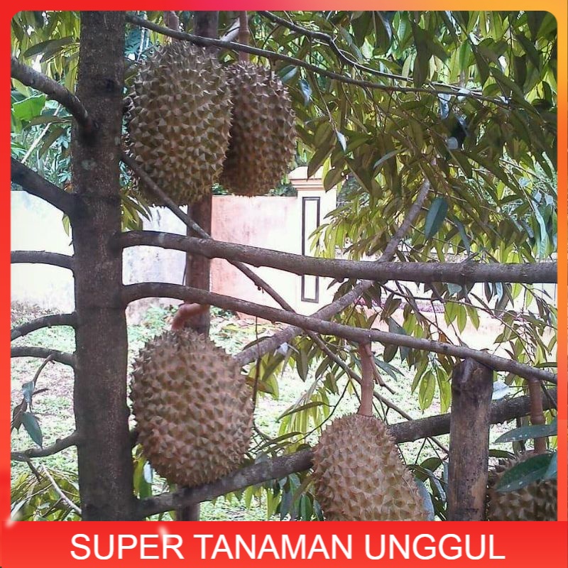 Bibit paket 3 jenis durian bawor,musang king,montong