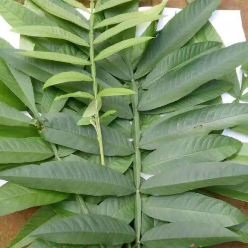 

Promo daun sungkai segar 250 gram daun jati sabrang daun sungkai fresh kadaka olshop02