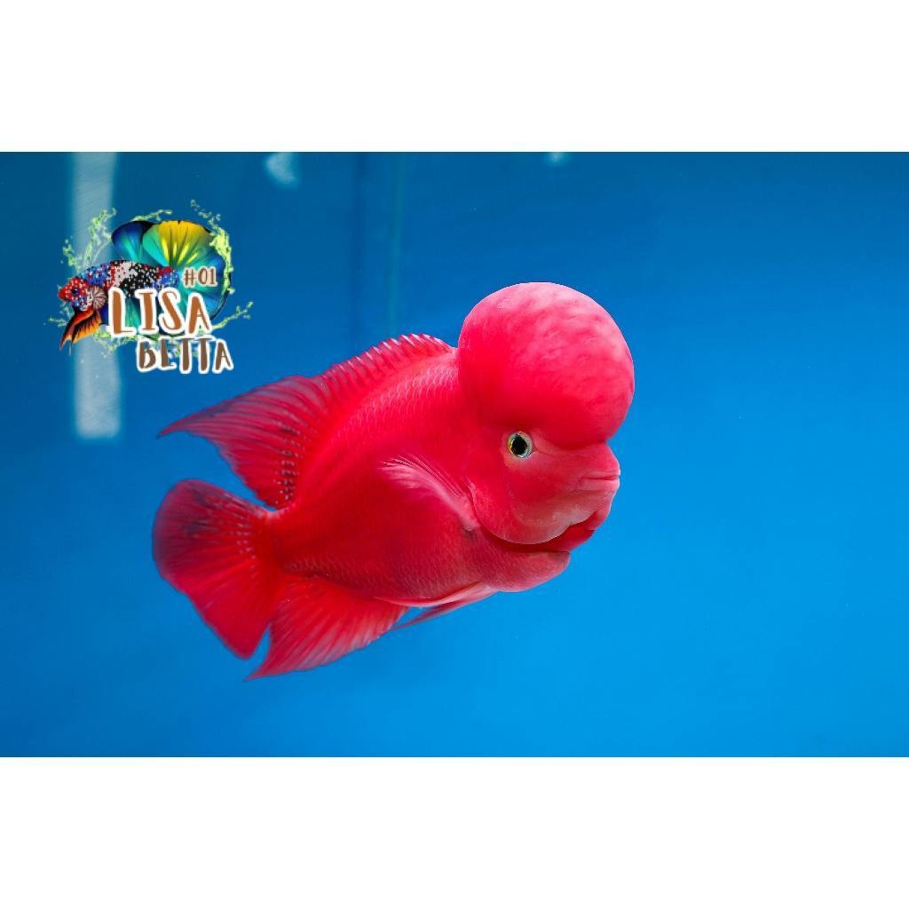 hiasan aquarium Burayak Louhan Super Red Monkey Import Thailand 3-4cm ukuran kecil super grade