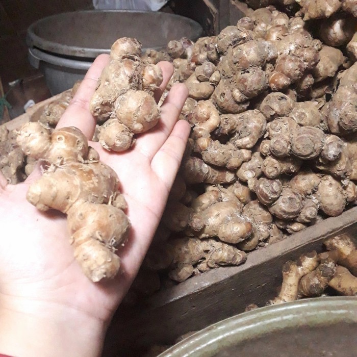 

Kencur Bangkok Besar Segar Fresh Asli - 250 gram