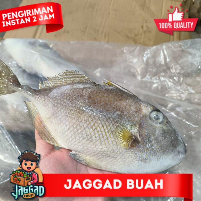 

Ikan Takol Ayam Ayam 10kg JAGGA FRUIT