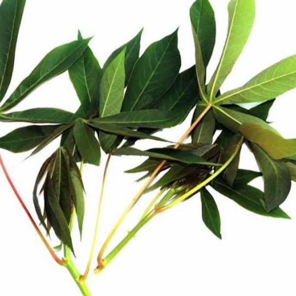 

Sayur Daun singkong muda