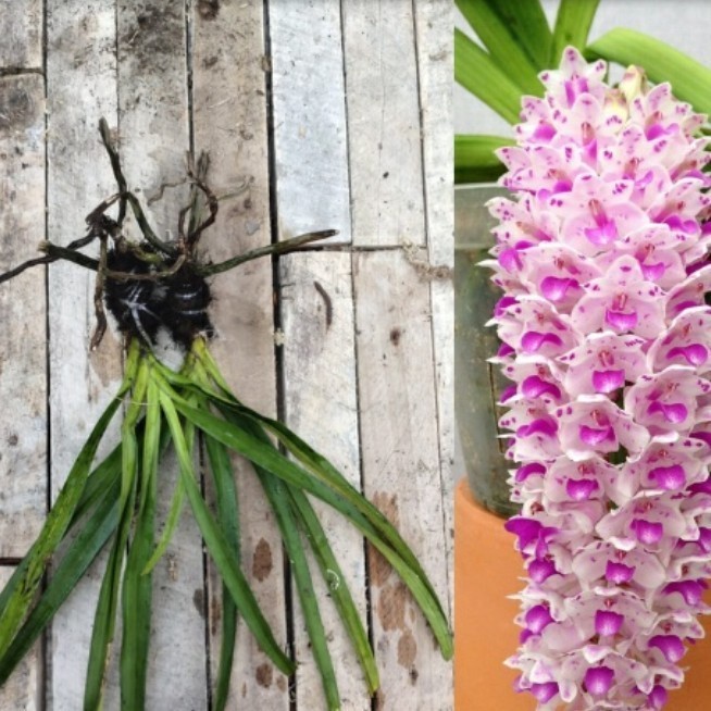 Anggrek Ekor tupai dewasa siap berbunga