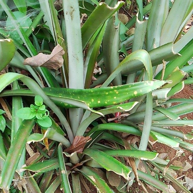 

bibit nanas segar 10000/1 bbt